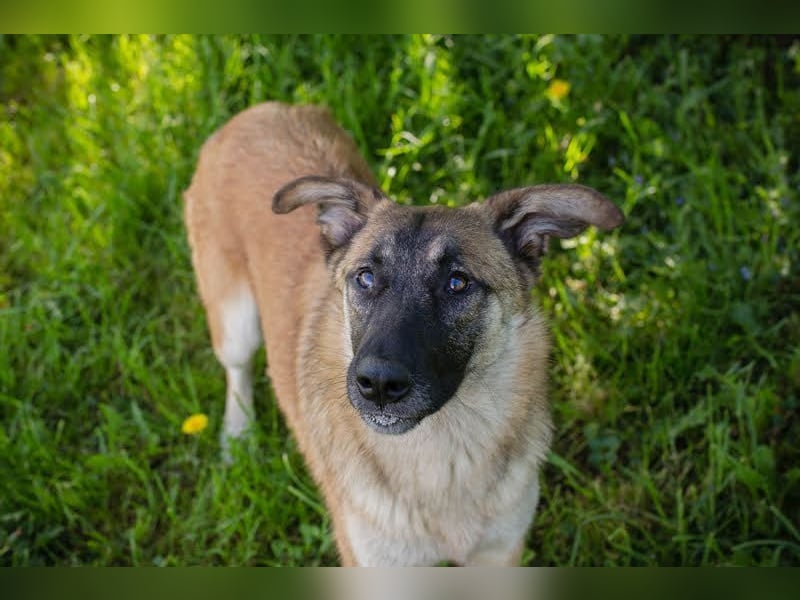 MONA - das freundliche und fröhliche Hundemädchen sucht Heimathafen