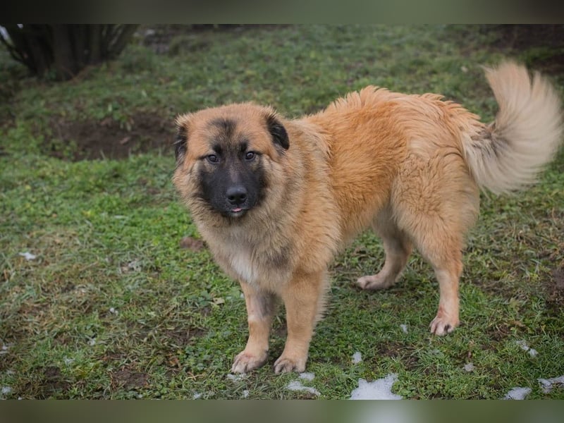HEROY - der aktive, fröhliche Rüde freut sich auf eine tolle Zeit mit seinen Menschen!