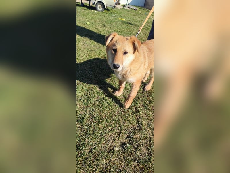 Internes Zuordnungsmerkmal 14L - das liebe, hübsche und dankbare Mädchen träumt von einem Zuhause!