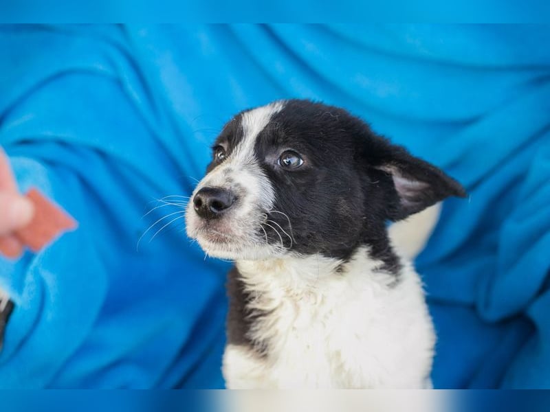 Welpe SNOW - wer schenkt mir einen Platz in seinem Herzen und ein liebevolles Zuhause?