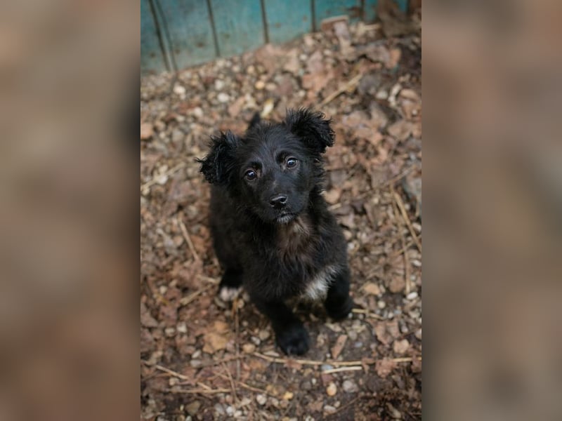 Welpe Chip-Nr. 271729 - das süße Mädel bringt ein große Portion Leben und Frohsinn in ihr Zuhause!