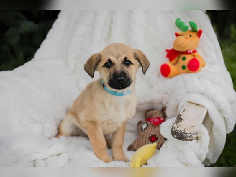 Welpe ELVIS - spielen, kuscheln, lernen... wer schenkt mir ein liebevolles Zuhause?