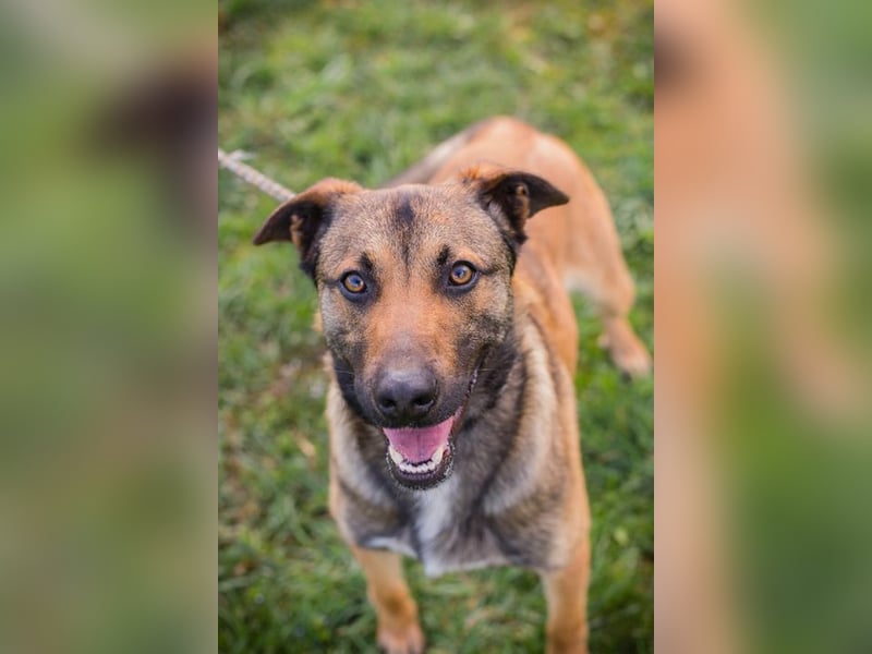 JASPER - im Tierheim habe ich großen Stress, deshalb suche ich dringend ein ruhiges Zuhause!
