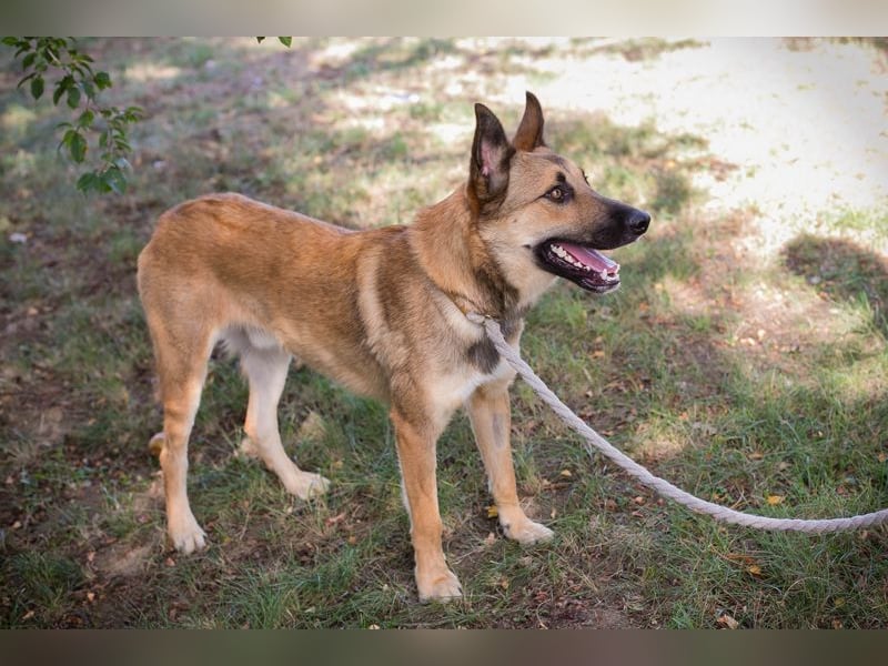 Chip 289818 - Junger Mann sucht ein aktives Zuhause