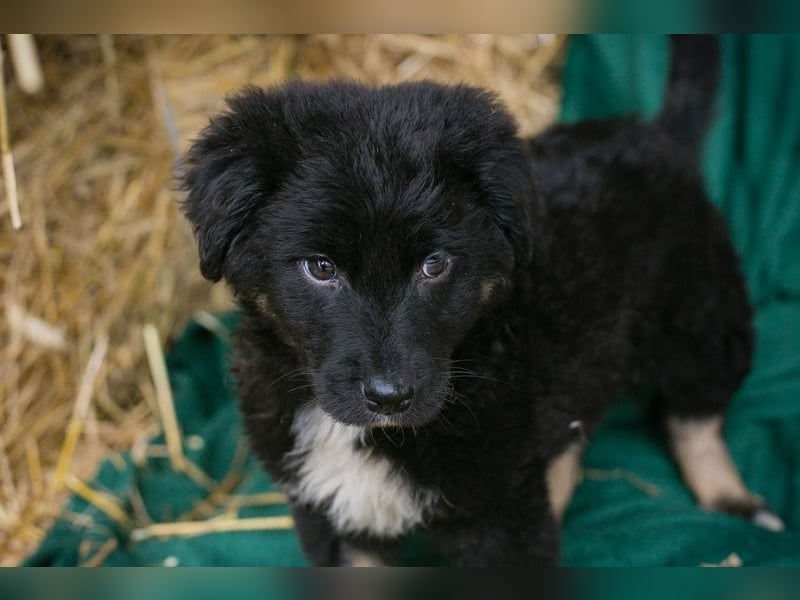 Welpe ASKO - knuddeln, lernen, spielen - wer schenkt dem kleine Mann sein herz und ein Zuhause?
