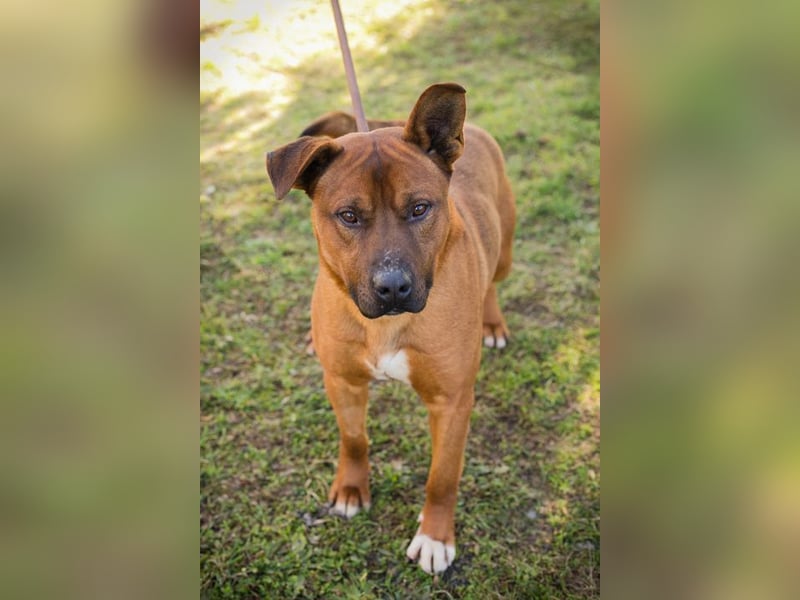 CLOONEY - der hübsche Rüde sucht ein hundeerfahrenes Zuhause!