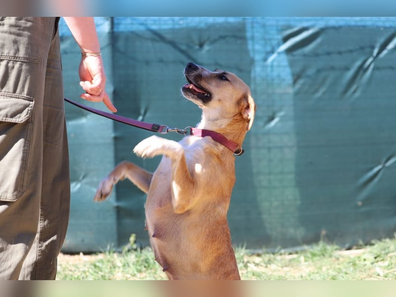 ROXY - die ausgeglichene, gesellige Hündin möchte DEIN Herz erobern!