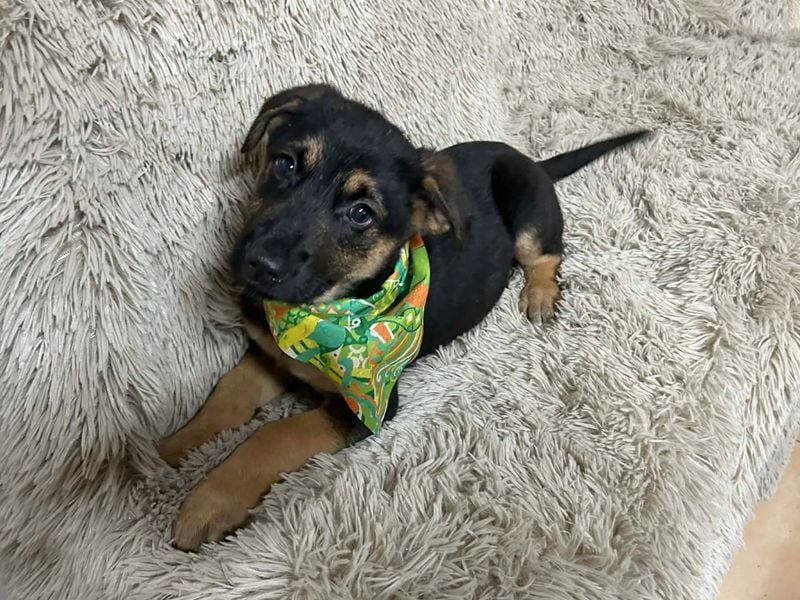 Welpe JAVID - ich freue mich auf tolle Abenteuer mit meinen Menschen!