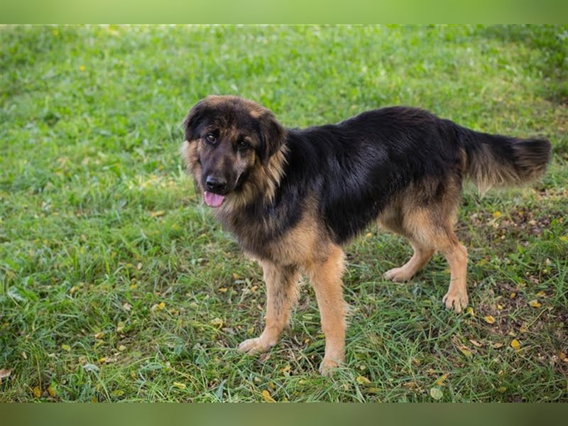 ERWIN - freundlicher und verspielter Rüde sucht Familienanschluss