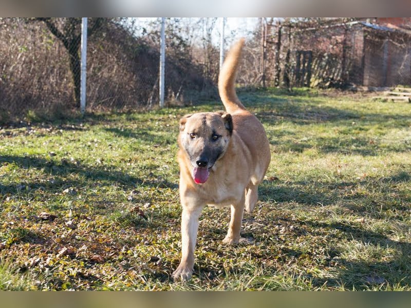 BOFUR - ich bin menschenbezogen, aktiv, leinenführig und suche eine unternehmungslustige Familie