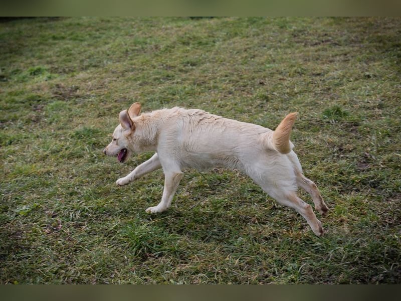 Chip-Nr. 254082  - das hübsche Mädchen wartet sehnsüchtig auf ein eigenes Für-Immer Zuhause