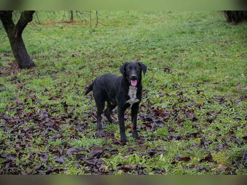 HEIKO - ich freue mich auf ein tolles Leben in einer lieben Familie!
