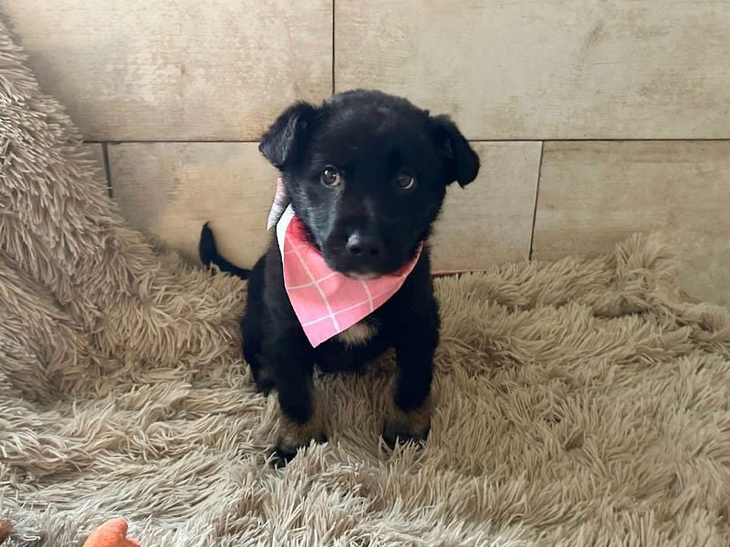 Welpe MIRA - na, kleines Mädchen, heute schon geknuddelt?