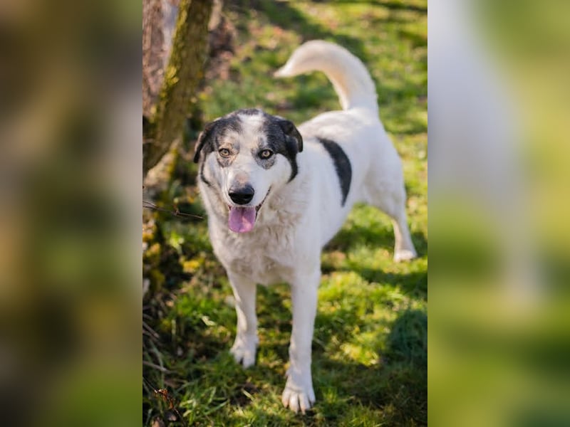 FLY - die nette und aufgeschlossene Hündin liebt Menschen und andere Hunde