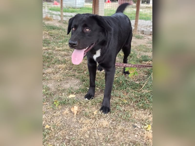 HARIBO - wer zeigt dem tollen Typ, wie schön ein Hundeleben sein kann?