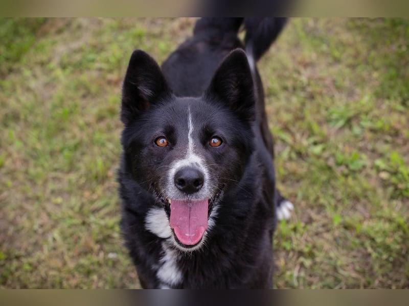 ANELA - die neugierige und kluge Hündin wünscht sich eine liebe Familie zum Lernen und Kuscheln