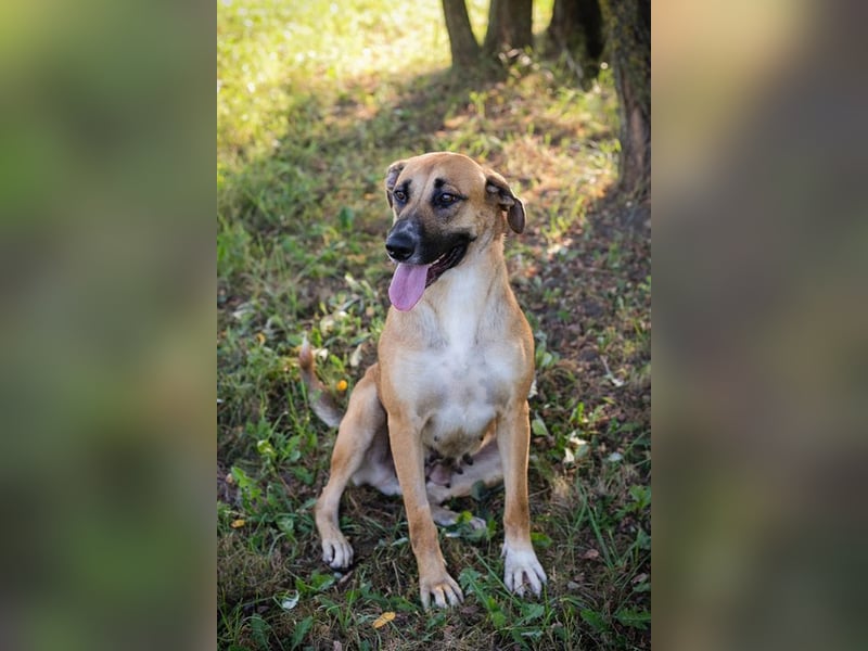 NISHA - Na, wollen wir es zusammen einmal versuchen? Ich bin bereit für meine Menschen!