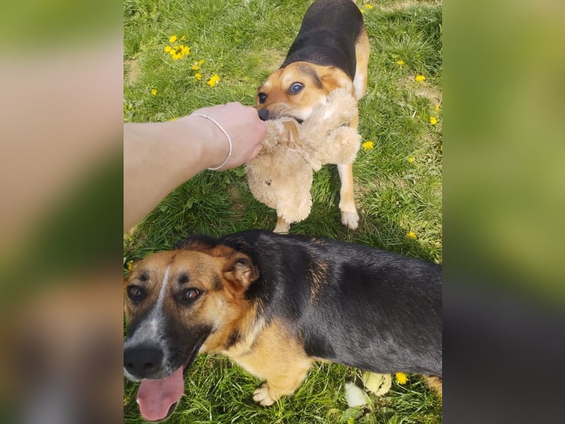 EMA + BOJAR - die Beiden lieben sich sehr, daher werden sie nur im Doppelpack vermittelt