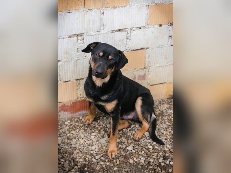 MARLEY - ich bin noch etwas zurückhaltend und suche eine liebevolle, geduldige Familie!