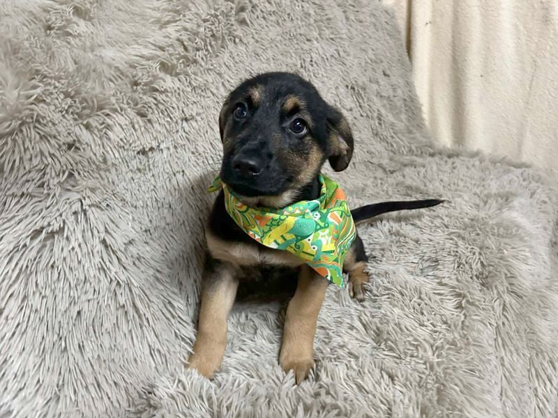 Welpe JAVID - ich freue mich auf tolle Abenteuer mit meinen Menschen!