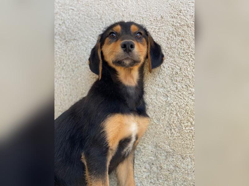 Rockie, geb. ca. 07/2025, lebt in GRIECHENLAND, im städt. Tierheim Serres