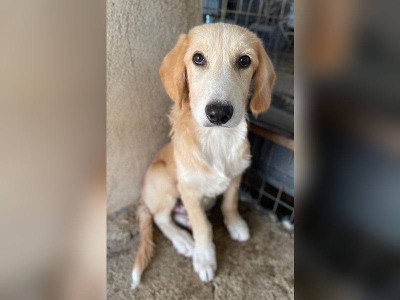 Gipsy, geb. ca. 04/2025, lebt in GRIECHENLAND, im städt. Tierheim Serres