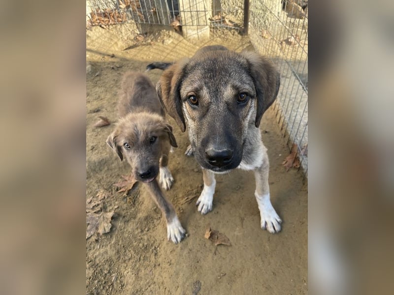 Ryn,  geb. ca. 06/2025, lebt in GRIECHENLAND, auf einer privaten Pflegestelle