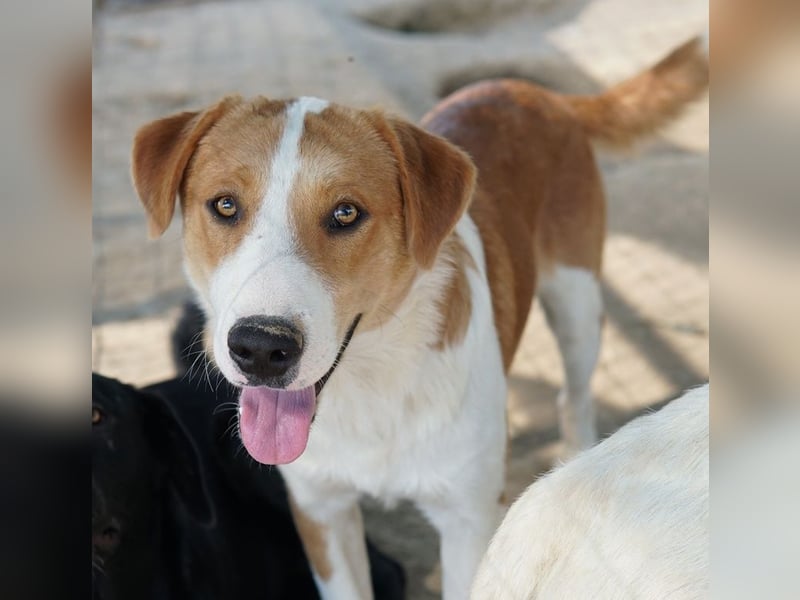 Benji, geb. ca. 10/2024, lebt in GRIECHENLAND, im städt. Tierheim Serres