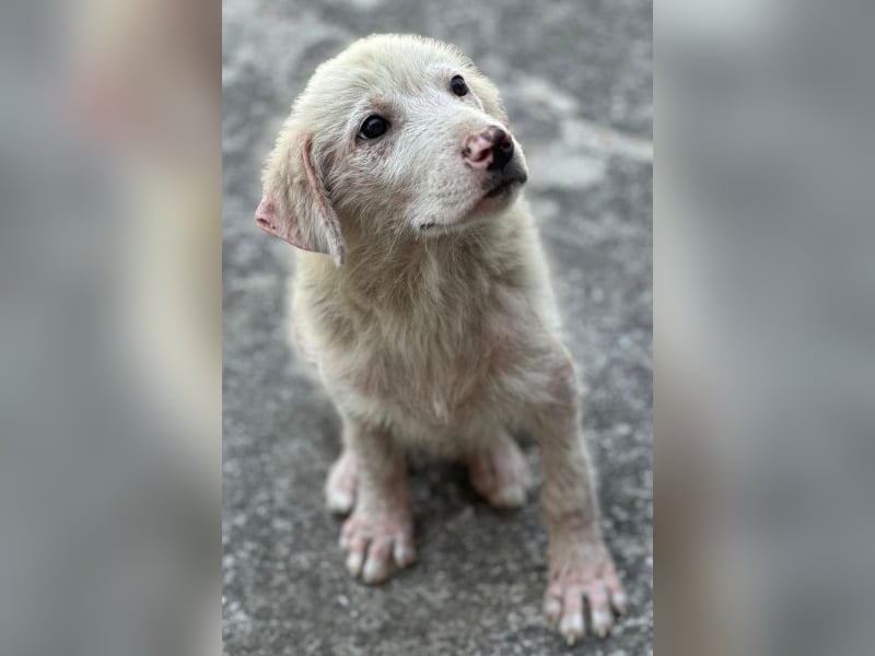 Jonte, geb. ca. 05/2026, lebt in GRIECHENLAND, im städt. Tierheim Serres