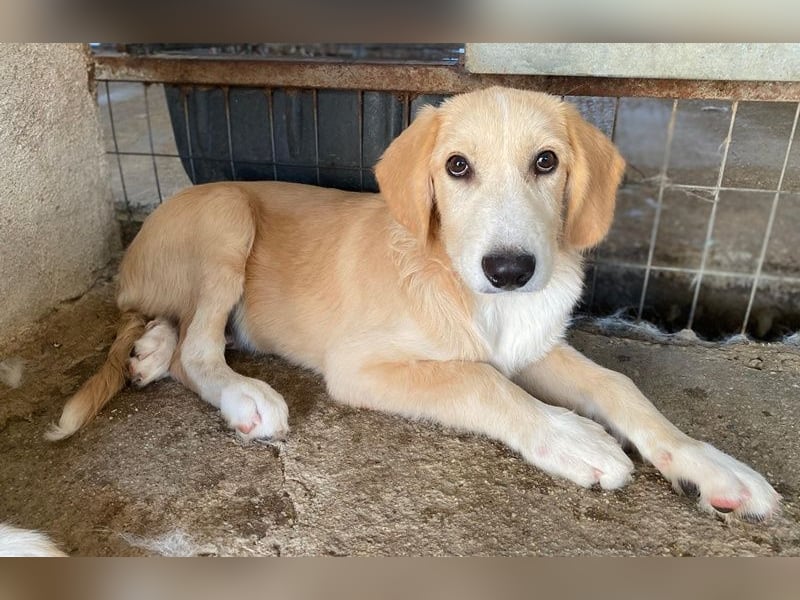 Gipsy, geb. ca. 04/2025, lebt in GRIECHENLAND, im städt. Tierheim Serres