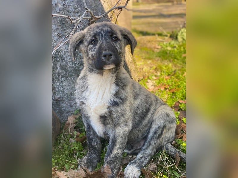 Tofu, geb. ca. 10/2025, lebt in GRIECHENLAND, im städt. Tierheim Serres