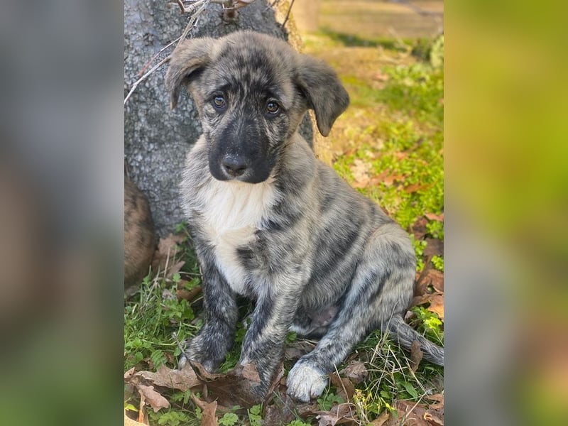 Tofu, geb. ca. 10/2025, lebt in GRIECHENLAND, im städt. Tierheim Serres