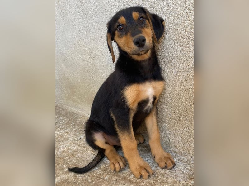 Rockie, geb. ca. 07/2025, lebt in GRIECHENLAND, im städt. Tierheim Serres