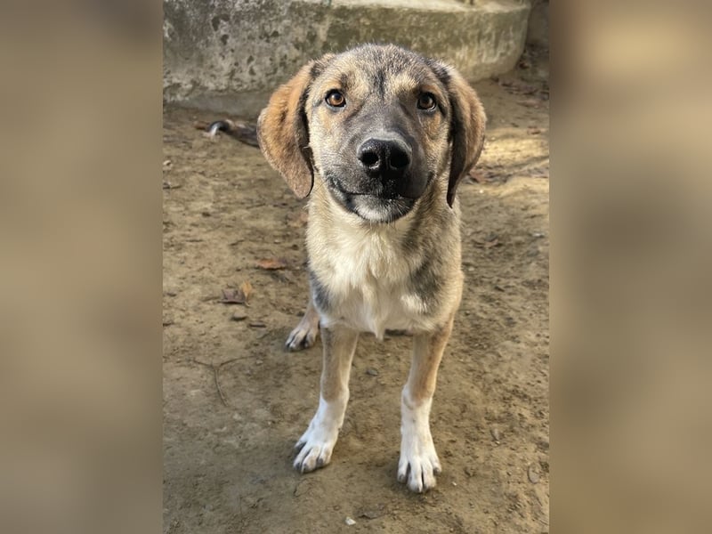 Ryn,  geb. ca. 06/2025, lebt in GRIECHENLAND, auf einer privaten Pflegestelle