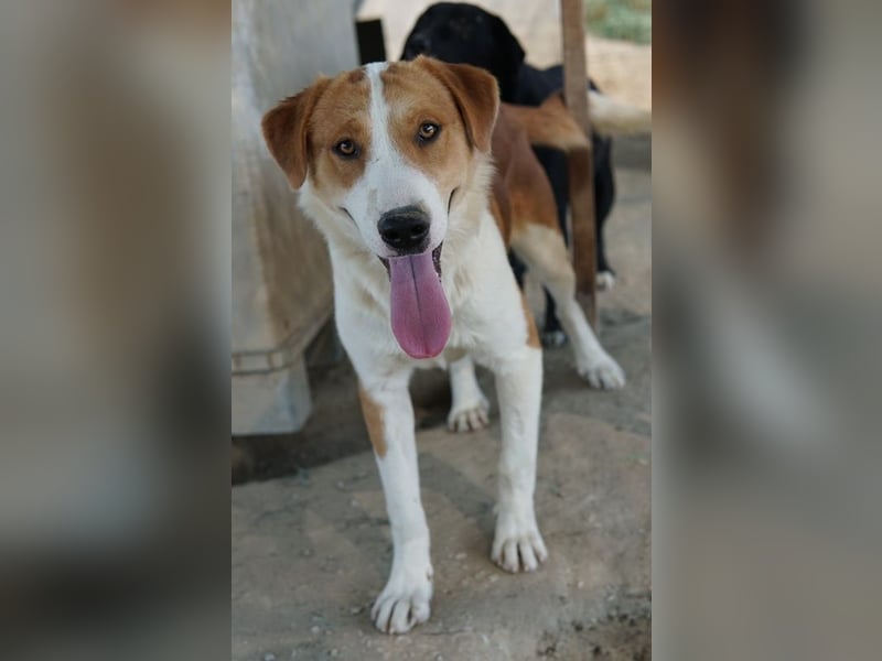 Benji, geb. ca. 10/2024, lebt in GRIECHENLAND, im städt. Tierheim Serres