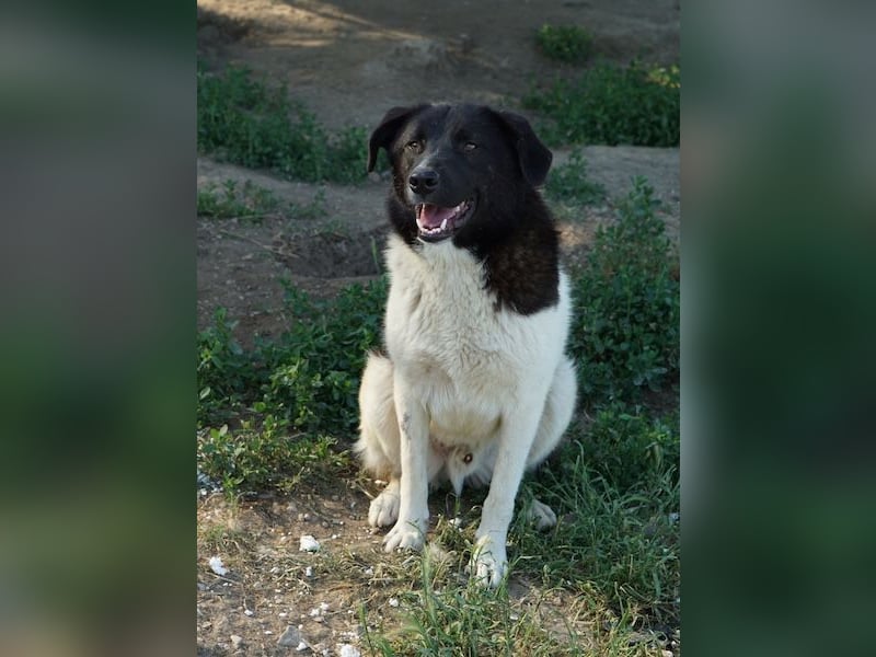Cap, geb. ca. 06/2024, lebt in GRIECHENLAND, im städt. Tierheim Serres
