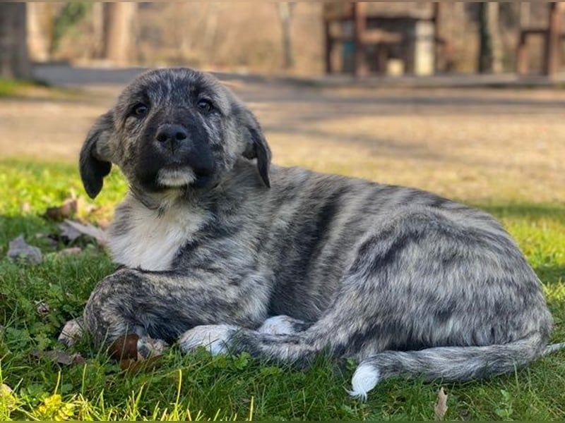 Tofu, geb. ca. 10/2025, lebt in GRIECHENLAND, im städt. Tierheim Serres