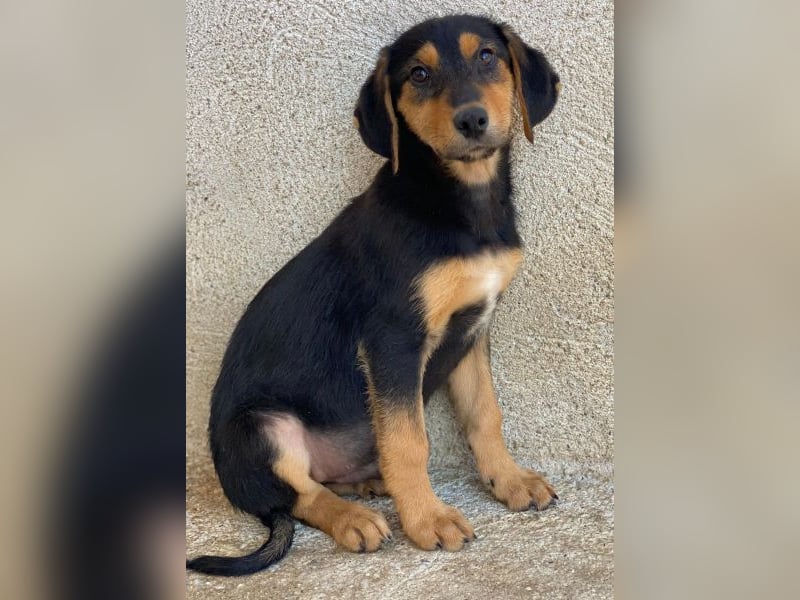 Rockie, geb. ca. 07/2025, lebt in GRIECHENLAND, im städt. Tierheim Serres