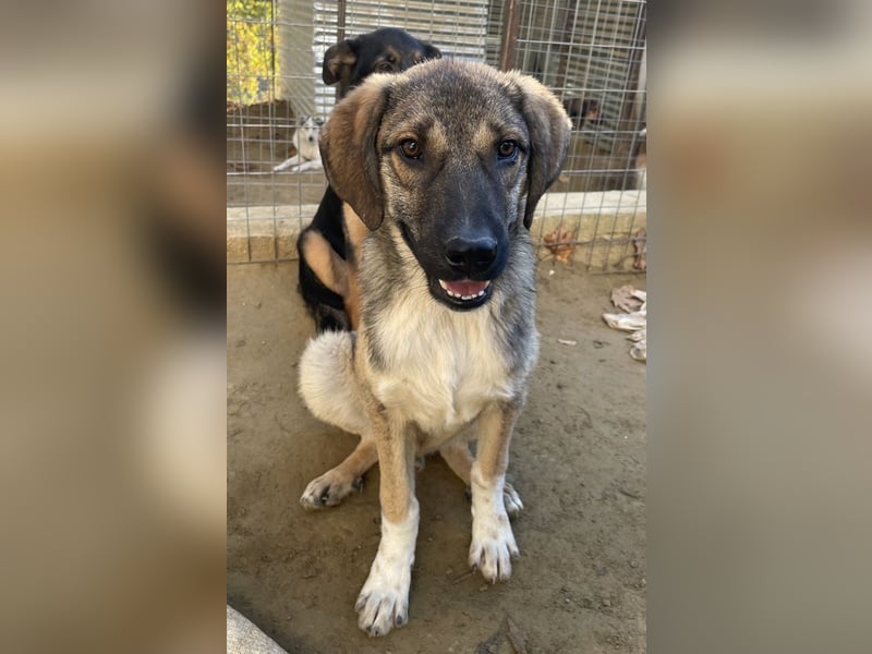 Ryn,  geb. ca. 06/2025, lebt in GRIECHENLAND, auf einer privaten Pflegestelle