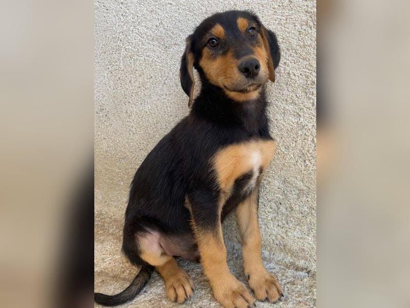 Rockie, geb. ca. 07/2025, lebt in GRIECHENLAND, im städt. Tierheim Serres