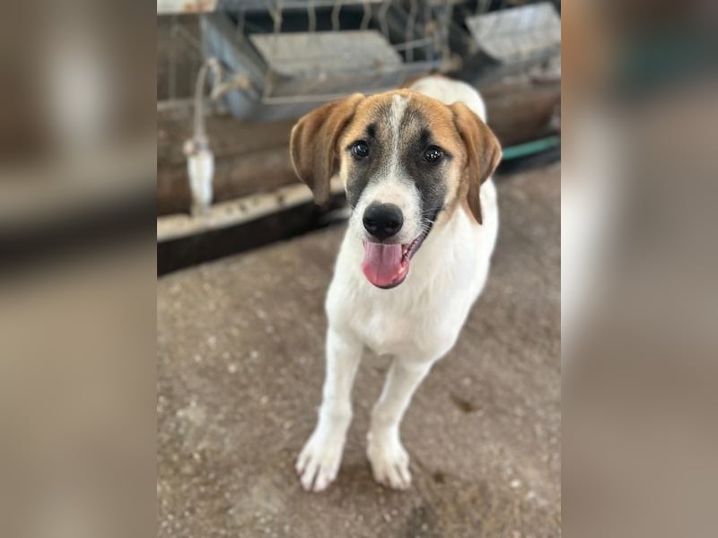 Haschi, geb. ca. 03/2026, lebt in GRIECHENLAND, im städt. Tierheim Serres