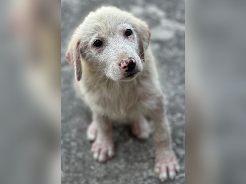 Jonte, geb. ca. 05/2026, lebt in GRIECHENLAND, im städt. Tierheim Serres