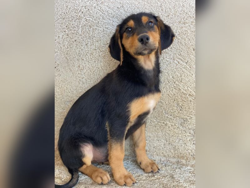 Rockie, geb. ca. 07/2025, lebt in GRIECHENLAND, im städt. Tierheim Serres