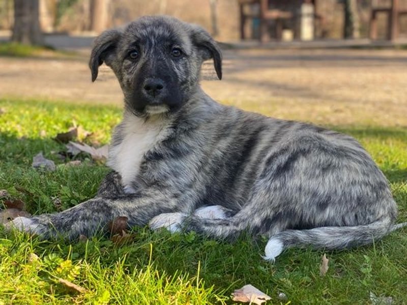 Tofu, geb. ca. 10/2025, lebt in GRIECHENLAND, im städt. Tierheim Serres