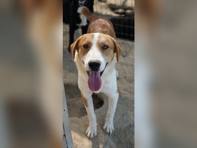 Benji, geb. ca. 10/2024, lebt in GRIECHENLAND, im städt. Tierheim Serres