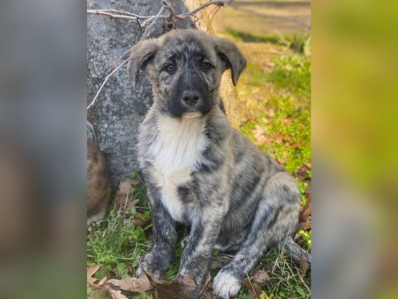 Tofu, geb. ca. 10/2025, lebt in GRIECHENLAND, im städt. Tierheim Serres