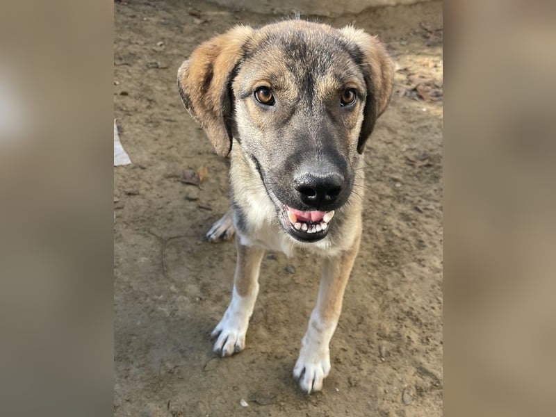 Ryn,  geb. ca. 06/2025, lebt in GRIECHENLAND, auf einer privaten Pflegestelle