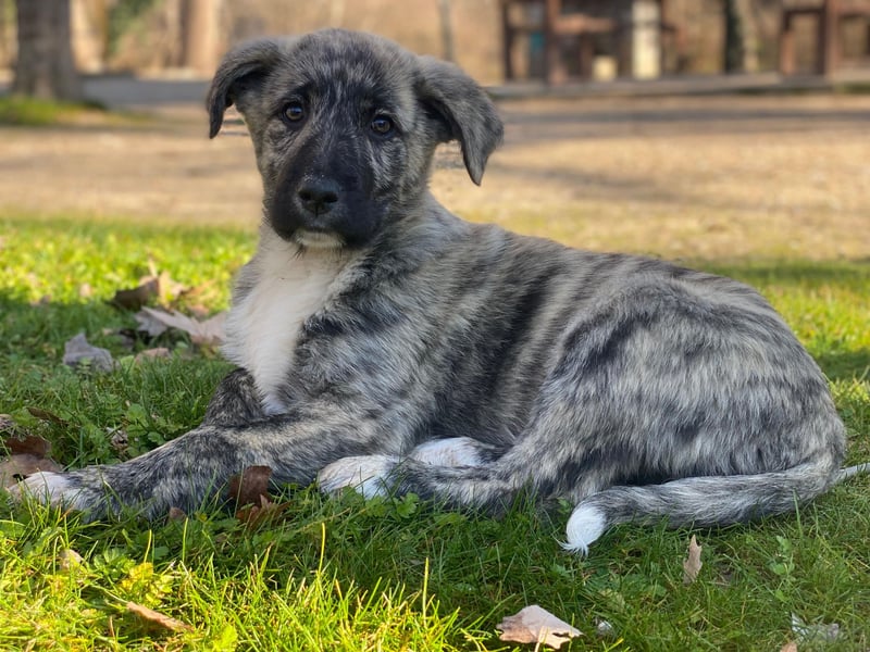 Tofu, geb. ca. 10/2025, lebt in GRIECHENLAND, im städt. Tierheim Serres