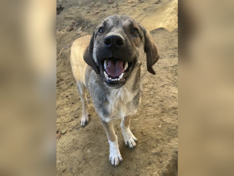 Ryn,  geb. ca. 06/2025, lebt in GRIECHENLAND, auf einer privaten Pflegestelle