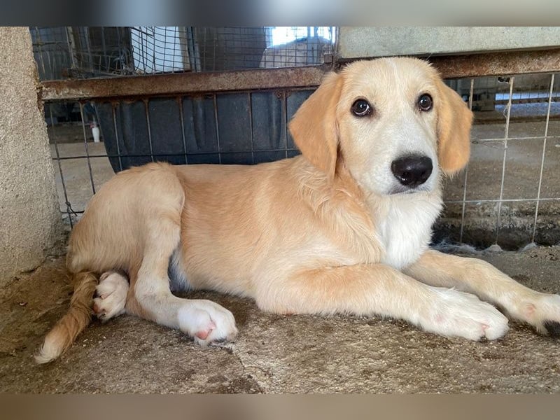 Gipsy, geb. ca. 04/2025, lebt in GRIECHENLAND, im städt. Tierheim Serres